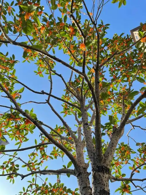 桂子开花十里飘香