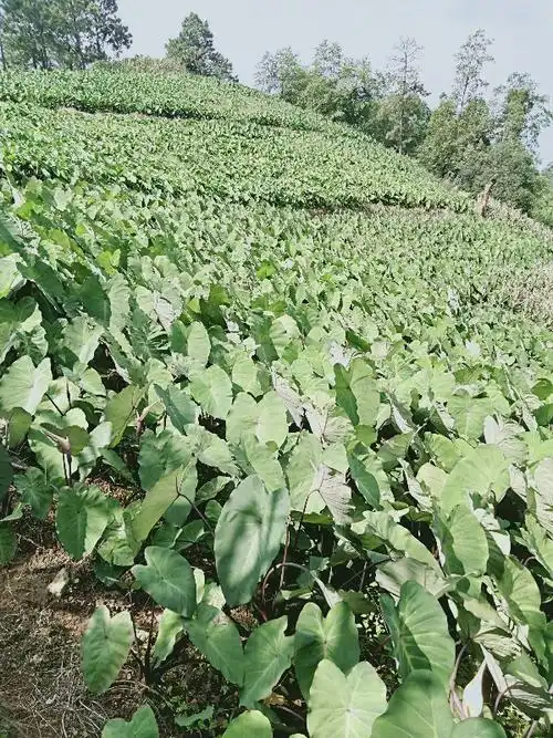 高山红芽芋头大量上市了
