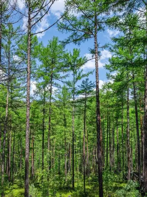 祖国的森林举起了长矛