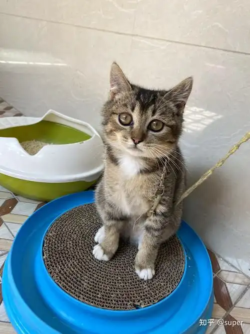 白餐巾白手套的狸花猫能有多漂亮? - 知乎