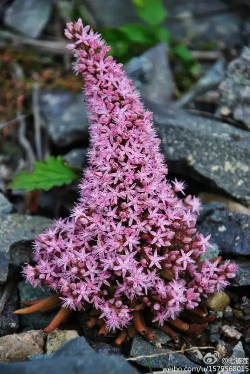 瓦松(orostachys fimbriatus)
