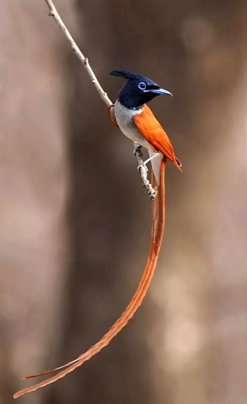 动物摄影74天堂鸟