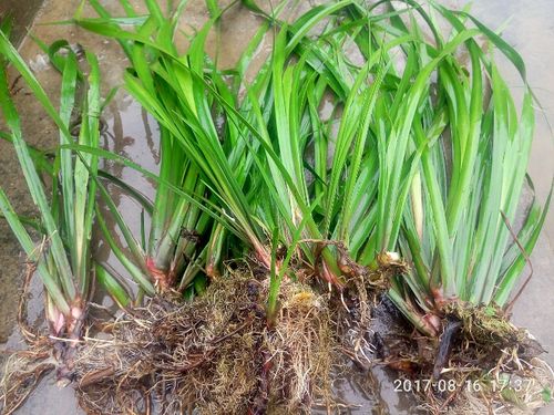 山里茴香菖蒲香料随手香狗肉香洗手香五香草水栽土栽10苗起包邮