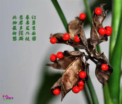 语言优质课《相思》