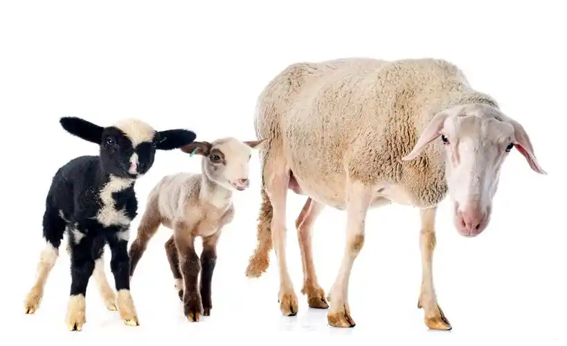 成年母 i>羊 /i>和羔 i>羊 /i>