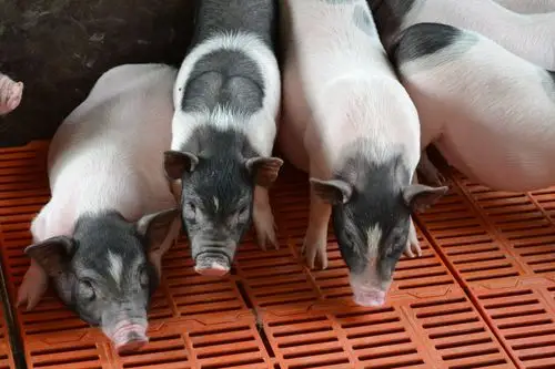 汉沽区小巴马香猪仔价格多少钱规模性养殖场