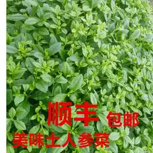 顺丰包邮人参菜苗福参栌兰土人参叶特色蔬菜东洋菜