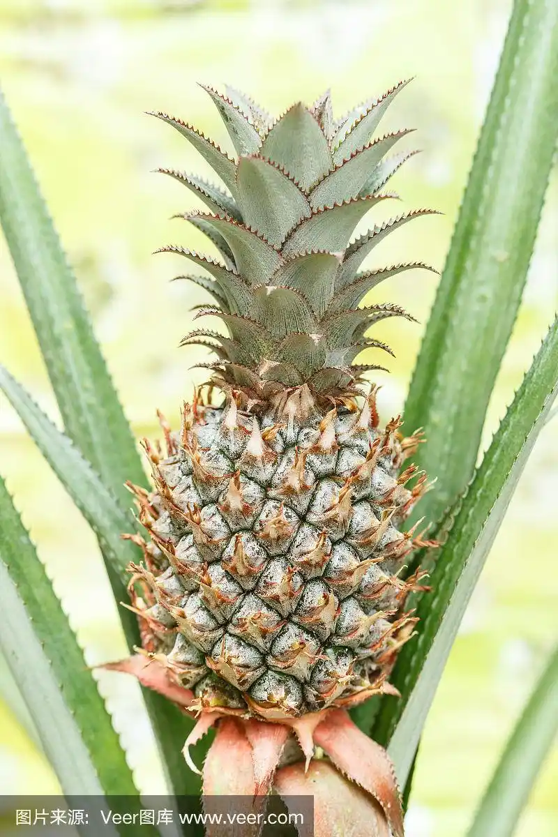 凤梨科植物植物