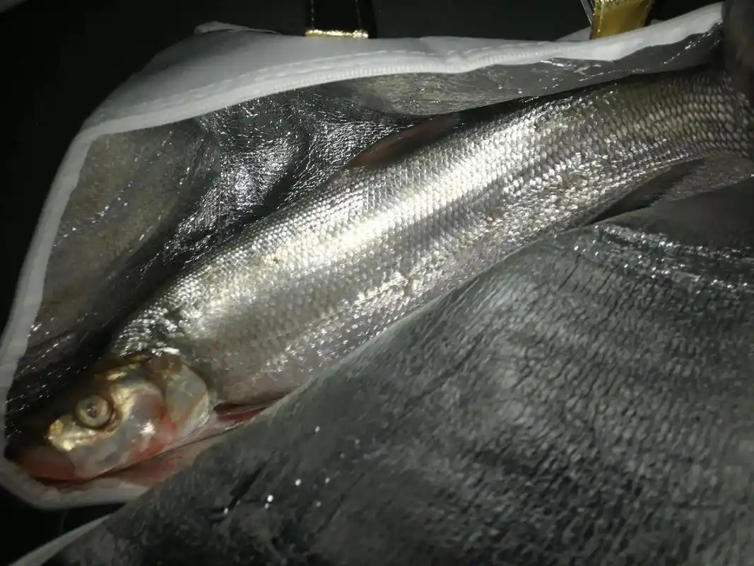 我的抖音生活日记 #祝大家年年有鱼 #野生太湖白鱼 - 抖音