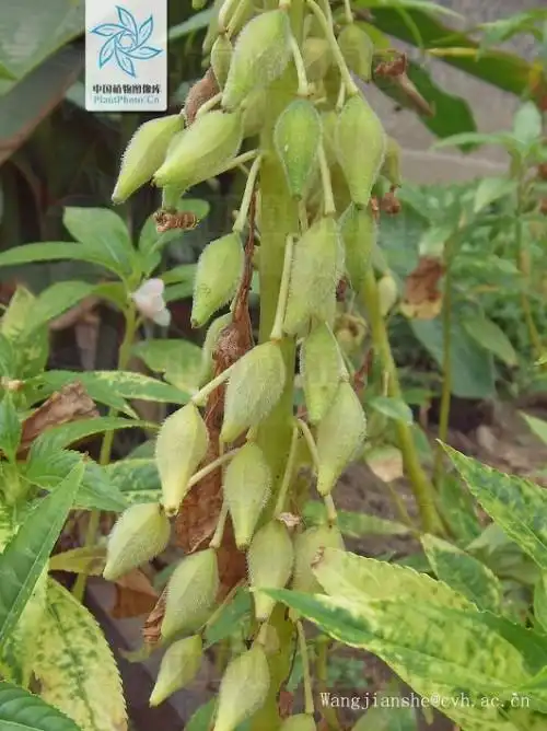 凤仙花果实形状是球形吗