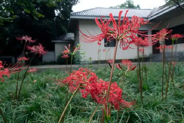 红色彼岸花寓意什么意思