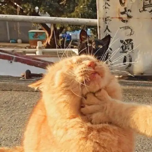 2018年10月4日 9:36   关注   哈哈哈哈哈哈哈哈 沙雕情头 搞怪头像