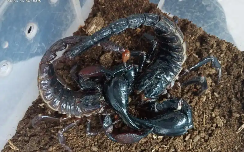 毒蝎内战【帝王蝎vs帝王蝎】