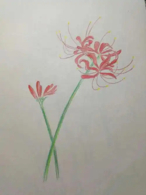 彩铅彼岸花的绘画过程