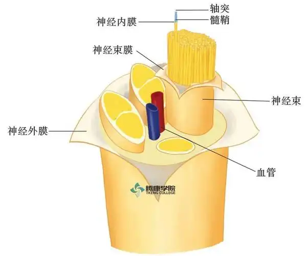 许多条神经纤维集合成束,其外由较为细密的一层结缔组织包绕,称为神经