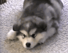 没毛的阿拉斯加