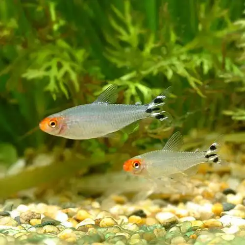 红鼻群游水族鱼水小型混养鱼草剪刀淡水观赏鱼鱼