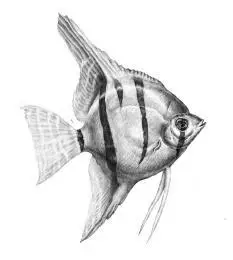 自然鱼观赏鱼燕鱼神仙鱼写实素描黑白手绘插画