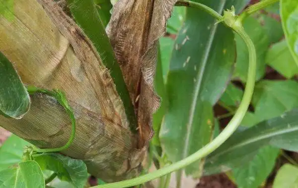 请问玉米纹枯病用什么药防治?