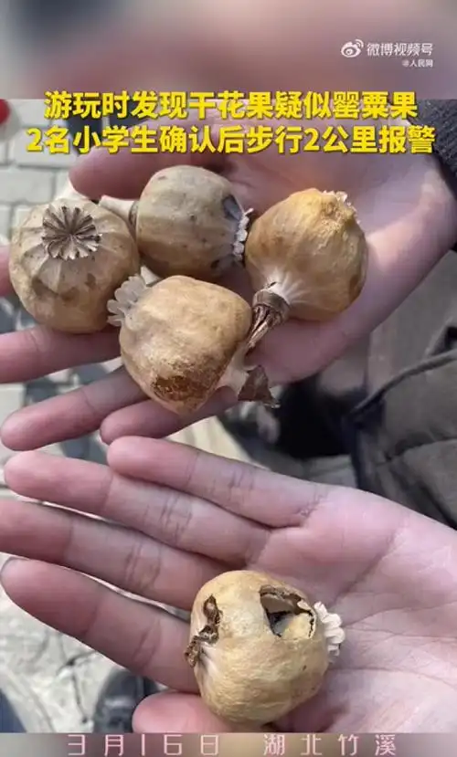 好样的2小学生游玩时发现干花果疑似罂粟步行2公里报警