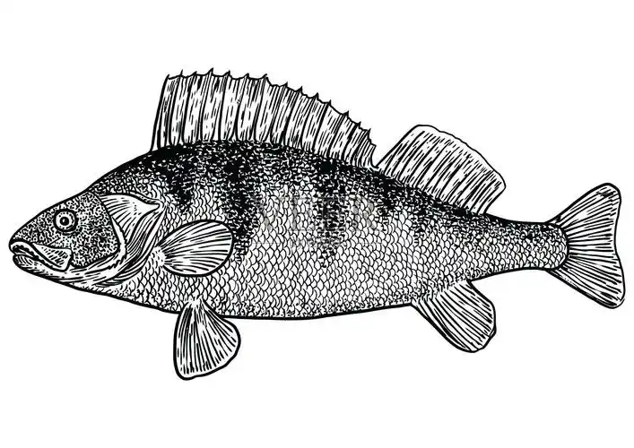 鲈鱼插图,绘画,雕刻,线条艺术,写实,矢量插画图片素材