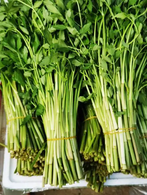 野芹菜怎么做好吃呢