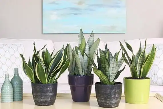 虎皮兰的浇水方法,必须要掌握的三点 花卉大全