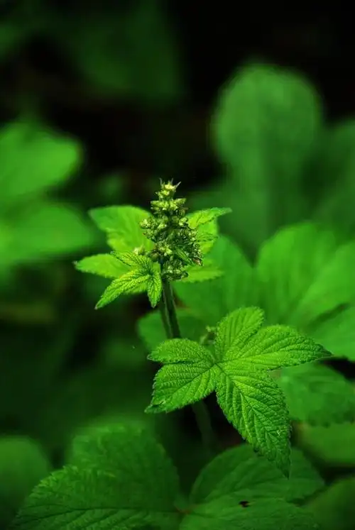 45新浪博客好友植物摄影作品集锦振文专辑2019年第二辑