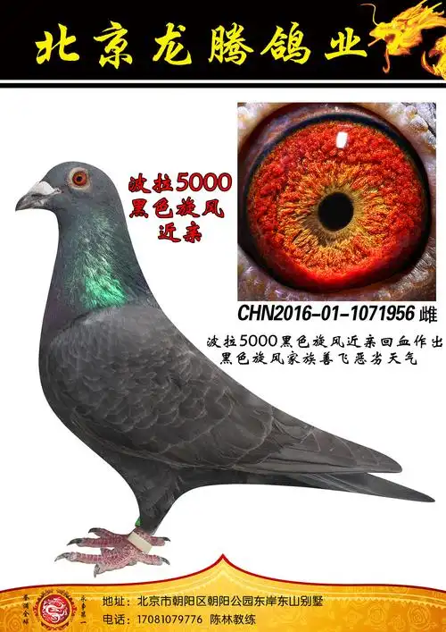 >> 查看拍卖商品