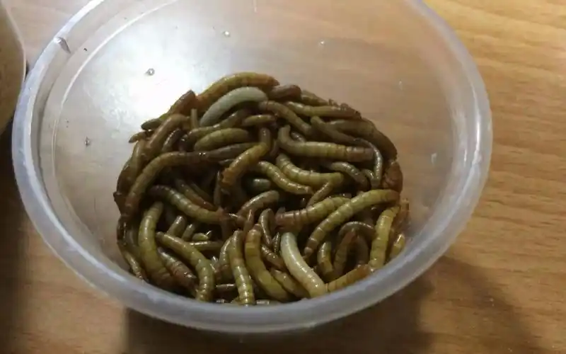 面包虫的饲养经验 [ 虫恐密恐慎点! ]