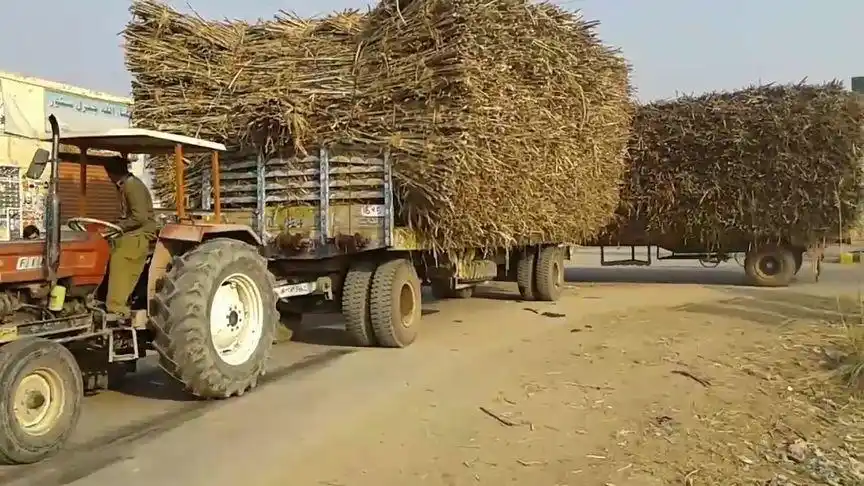 拉一车这样甘蔗,没有5年的拖拉机经验,在农村都不敢拉这车甘蔗
