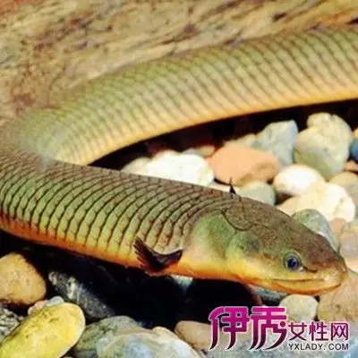 草绳恐龙鱼图片大全 介绍恐龙鱼的种类有哪些?