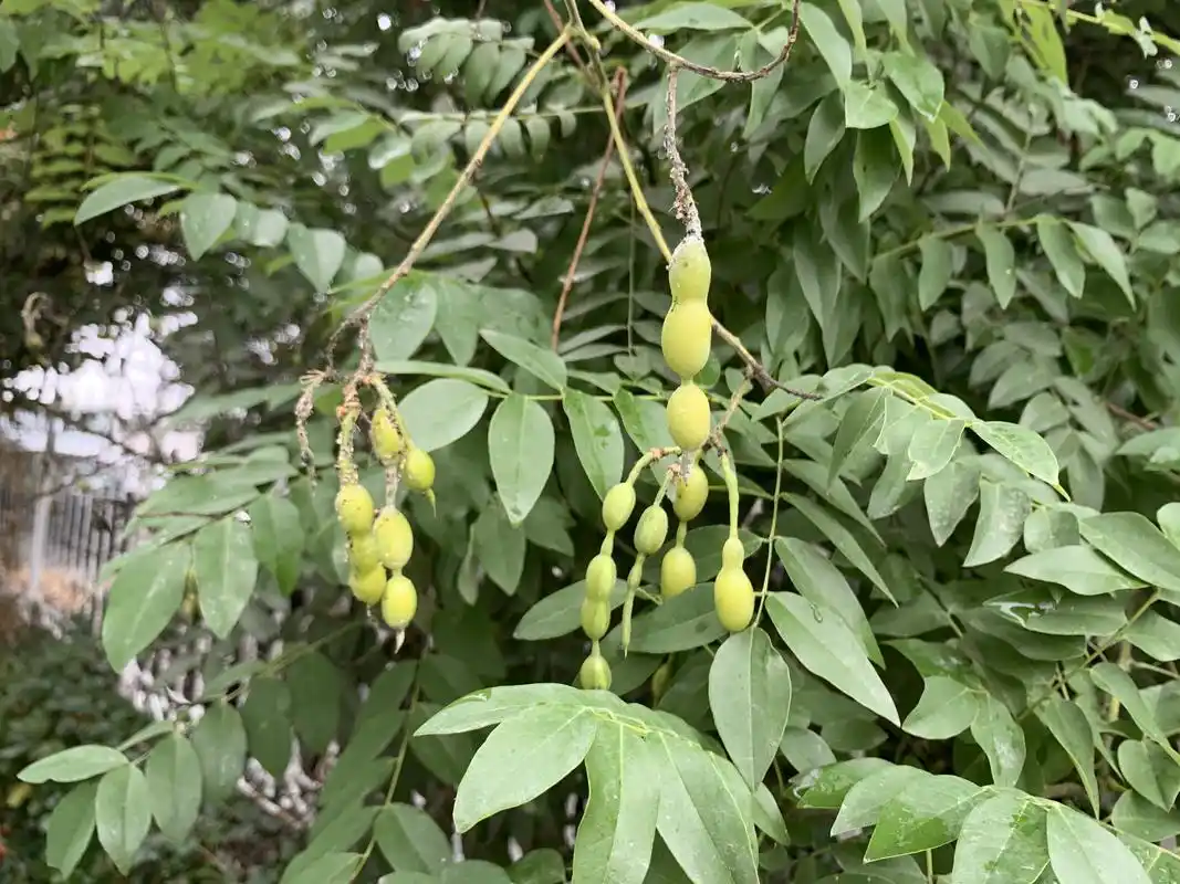 秋雨迷蒙天渐冷,国槐果实累累