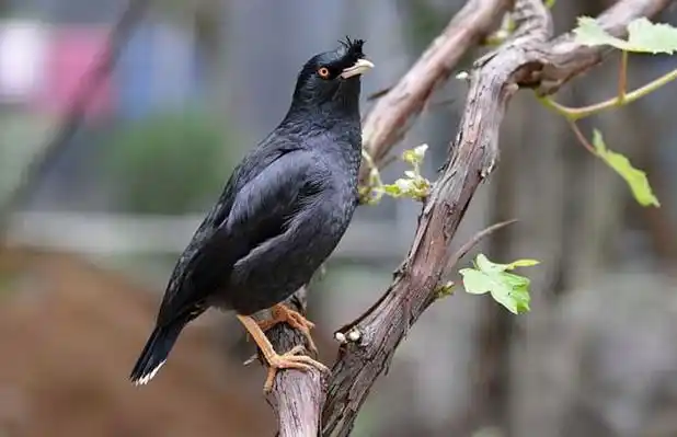 八哥鸟能活多少年