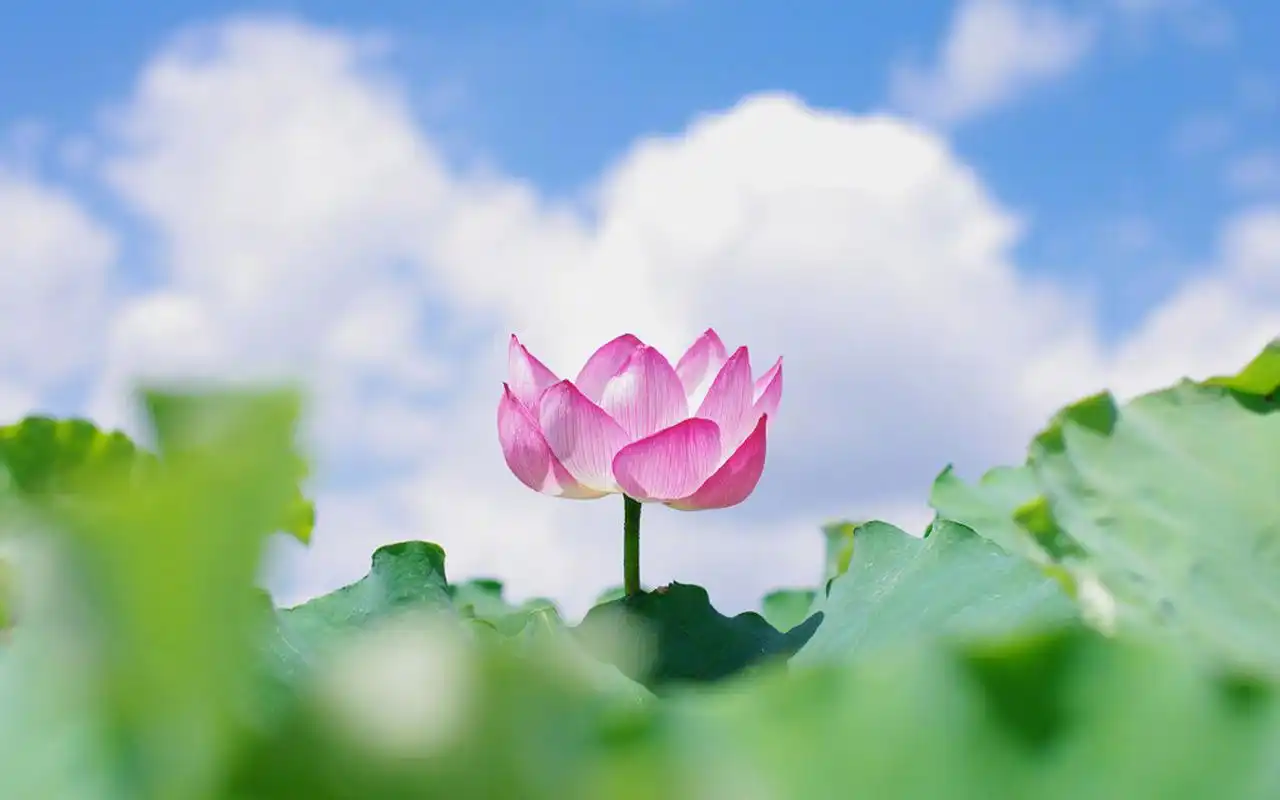 唯美夏日荷花图片高清电脑壁纸