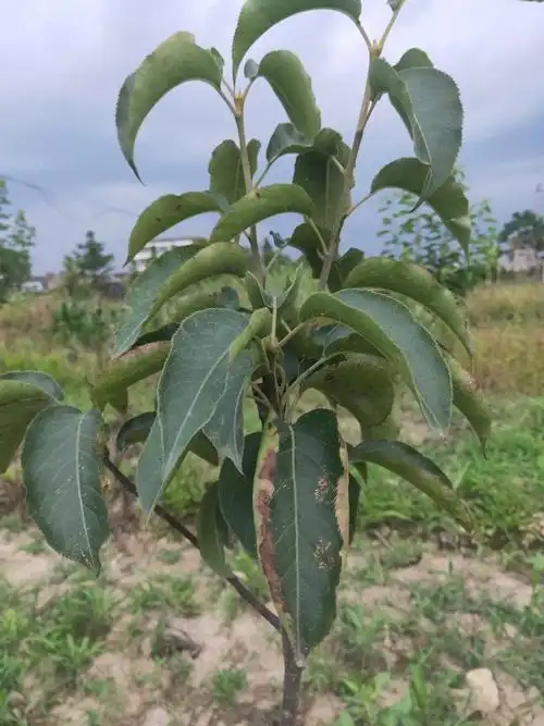 大五棱山楂树叶有小点树叶边上有问题什么病