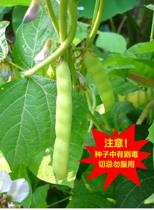 特早熟地瓜种子牧马山地瓜凉薯种籽沙葛土瓜凉瓜种籽特大香甜四季 200