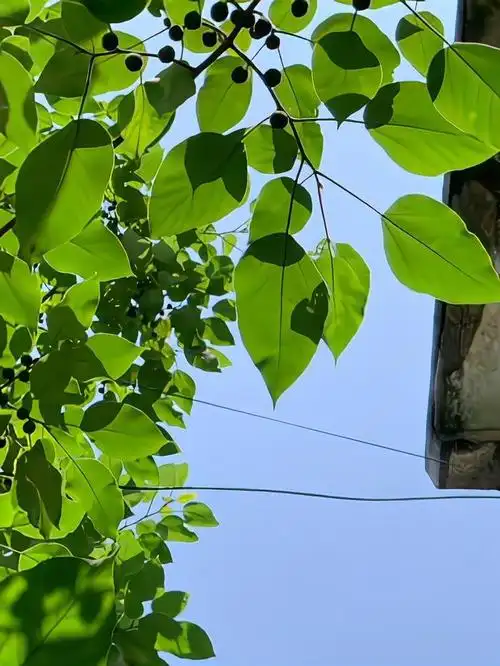 绿色小清新壁纸