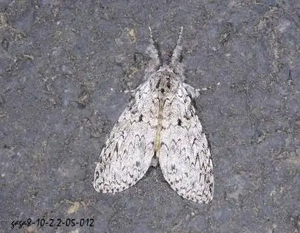 target="_blank" href="/item/毒蛾科">毒蛾科 /a>茸毒蛾属的一种昆虫