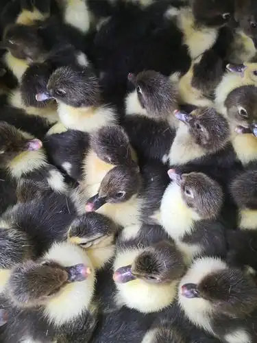 黑番鸭苗 大种番鸭苗 火鸭苗 旱鸭苗 玉土番鸭苗 孵化场直销