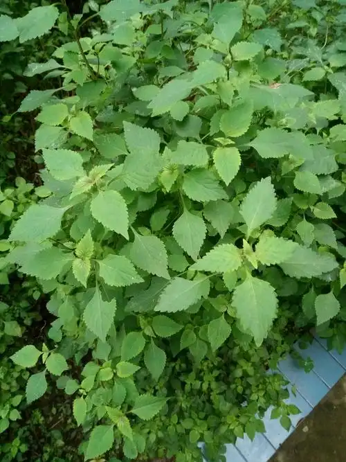 十月印象#木姜菜_帖子_oppo手机官方社区