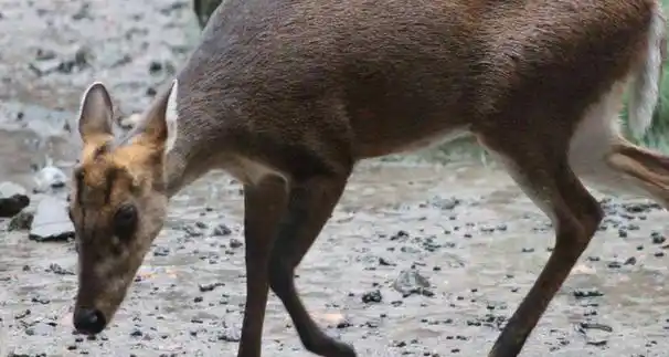 黄猄是几级国家保护动物(黄猄的生态环境和保护现状)-52线报网