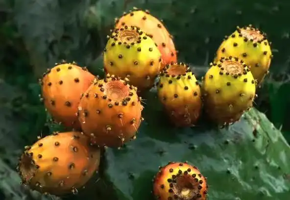 原创乡下里的这种野果,可以养颜护肤,降压减肥,消水肿,很珍贵