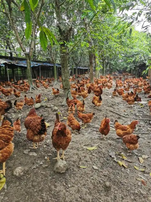 养殖户们,土鸡和三黄鸡行情即将逆转,三大事件是关键点