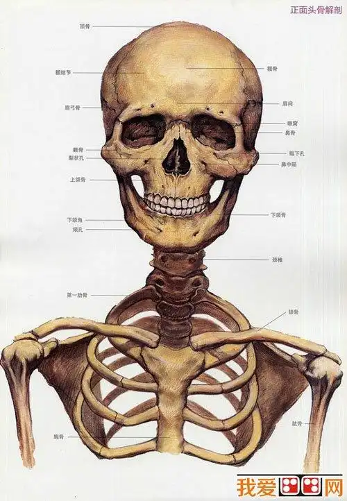 素描头像:素描头骨的方法与要点