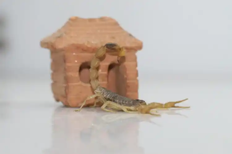 《五毒之首--蝎子》