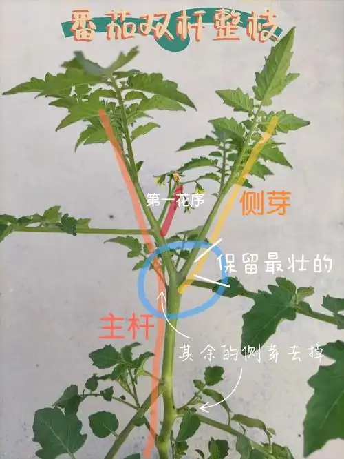 番茄双杆整枝"y"字形,与打杈,摘心