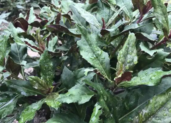 红凤菜的功效与作用(食用超千年如今却被认为有毒)