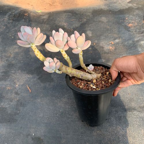 红粉知己多肉小老桩桃美人桃蛋系列桃蛋衍生稀有新品种粉红株盆栽