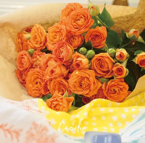 cecilia 橙色泡泡多头玫瑰鲜切花 网红复古水养插花 云南基地直发